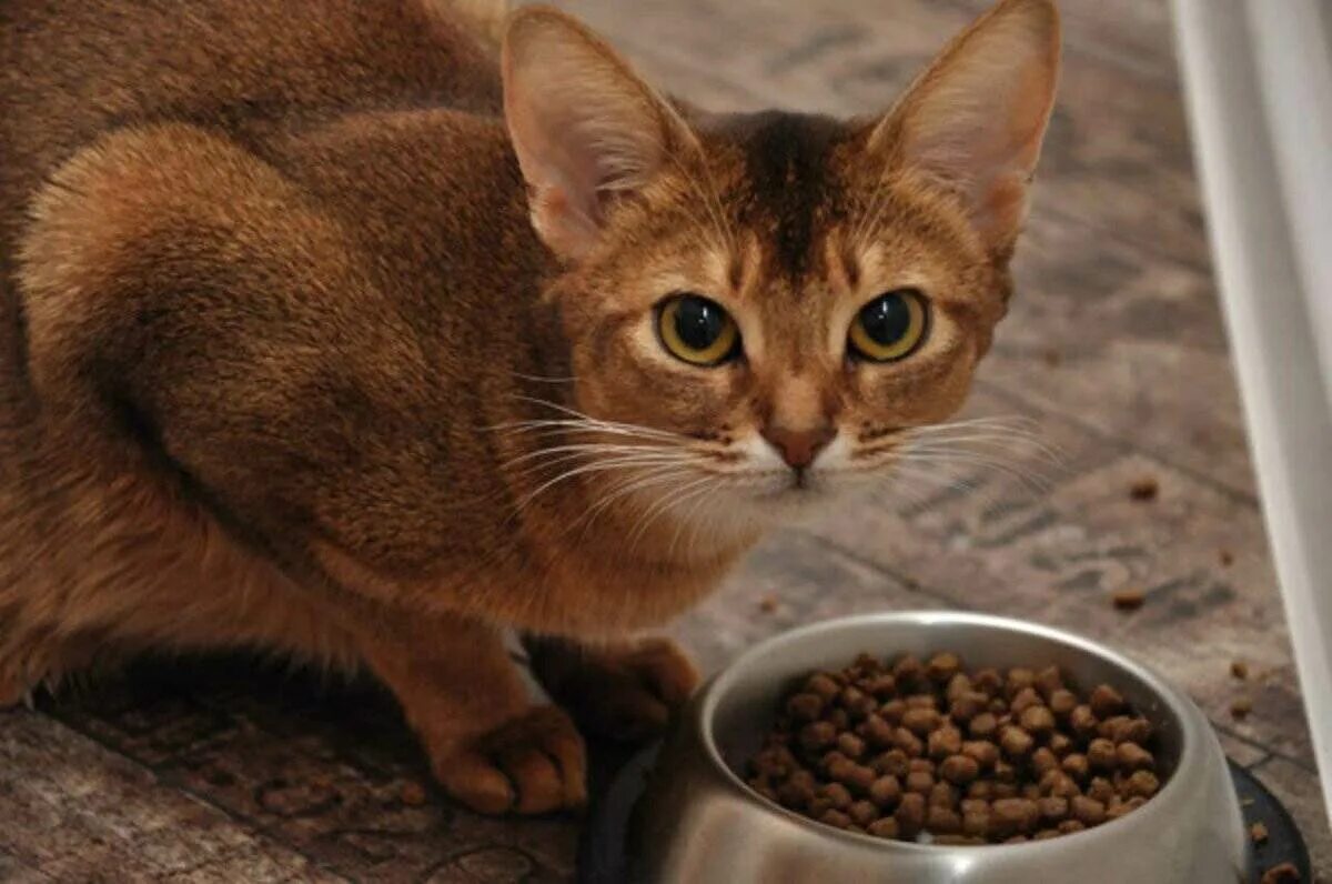 Можно котам гречку