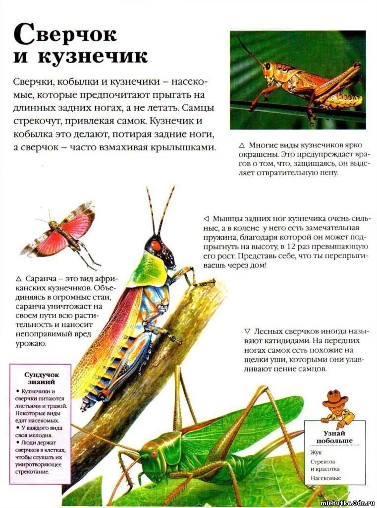 Кузнечик лейххардта. Сверчок зеленый. Солнечный кузнечик. Кузнечик палочник. Энциклопедия про кузнечиков.