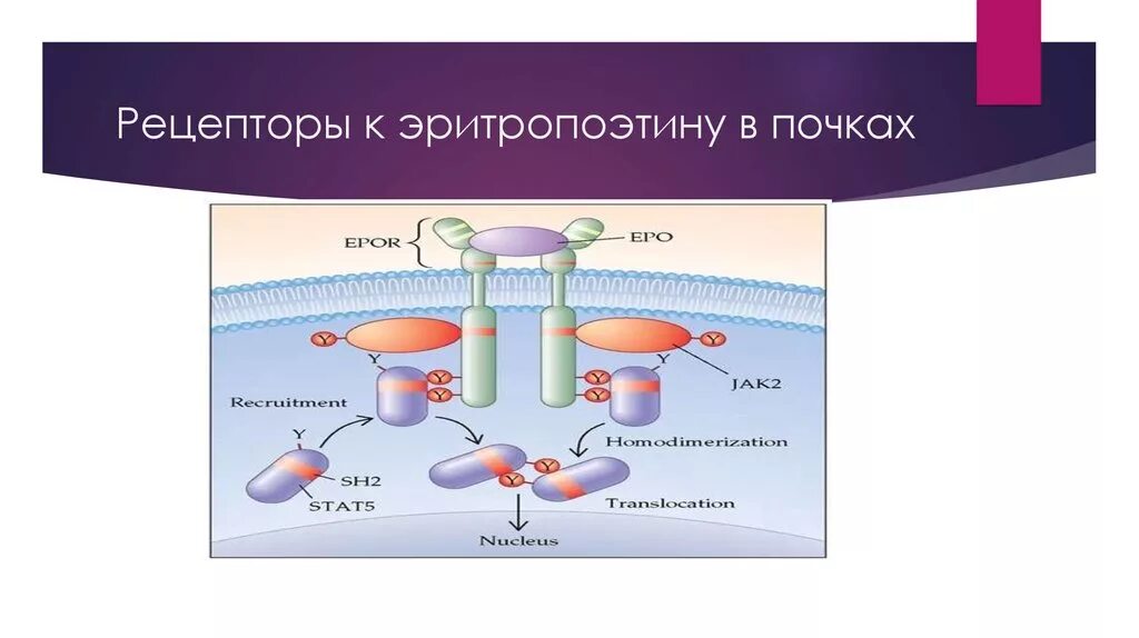 Эритропоэтин функции. Синтез эритропоэтина в почках биохимия. эритропоэтин рецепторы. рецептор эритропоэтина. эритропоэтин почки.