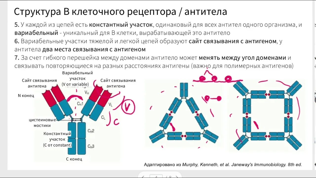 Иммуноглобулины интерфероны. Схема молекулы иммуноглобулина g микробиология. Структура молекулы антитела. Механизм взаимодействия антигена с антителом иммунология. Структура антитела иммунология.