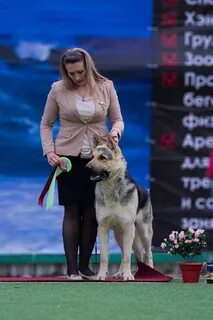 Кинологический клуб элита