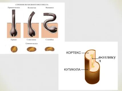 Устье волосяного фолликула