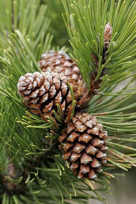 Сосна горная пумилио. Сосна горная mughus. Pinus mugo шишки. Сосна горная мугус шишки. Сосна муго шишка.