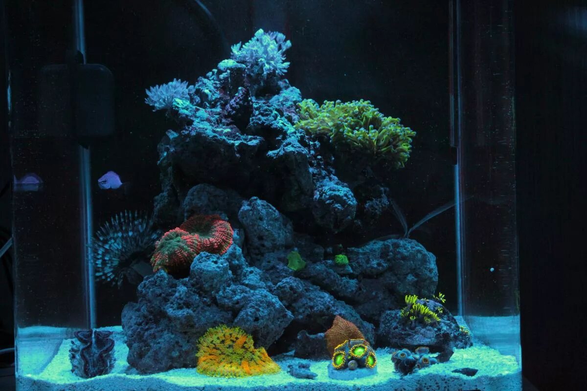 Камни для аквариума. Динофлагелляты в морском аквариуме. Морской аквариум 1500 литров. Самп для морского аквариума. Морской аквариум 30 литров.