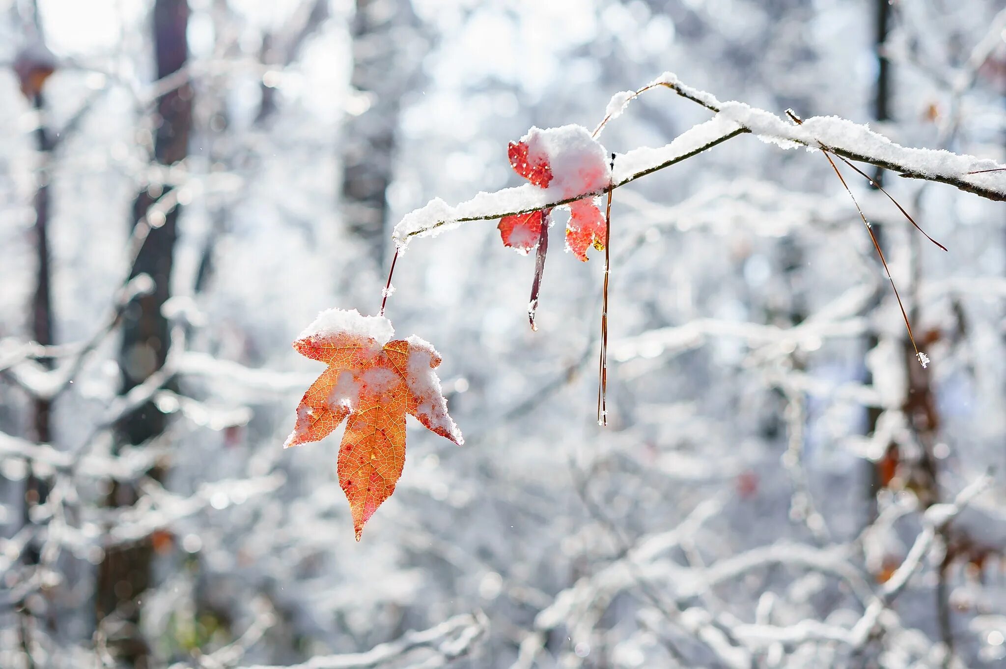 Осень и зиму корчагин не любил они. Осень снег. Первый снег. Первый снег макро. Листья в снегу.
