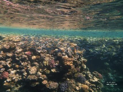Красное море новости