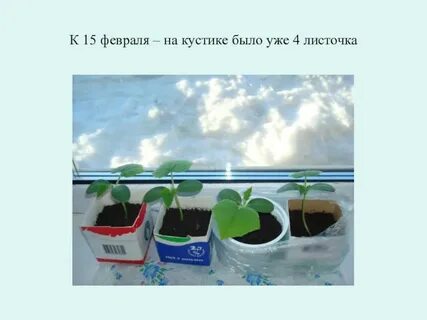 Проект выращивание огурца