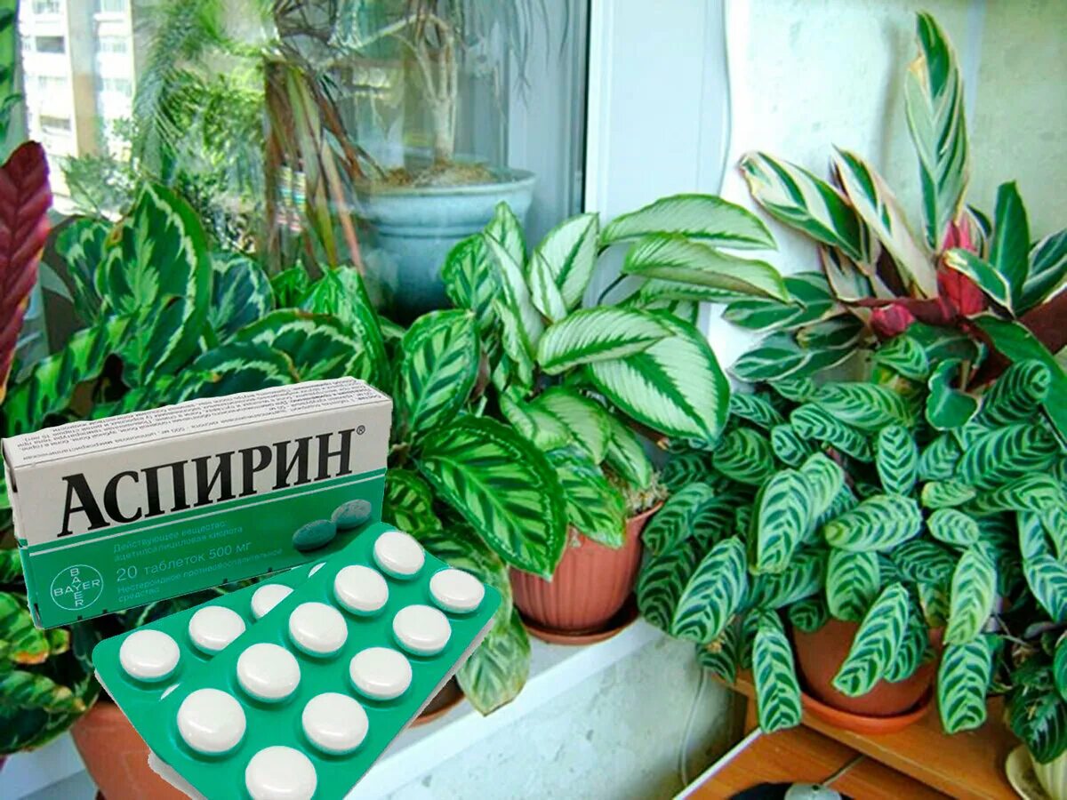 Для чего можно использовать растения. Комнатные растения. Горшечные растения. Аспирин для комнатных растений. Аспирин для цветов комнатных.