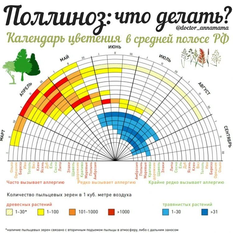 График цветения березы