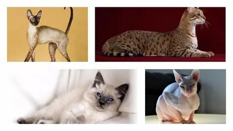 Кошки не вызывающие аллергию
