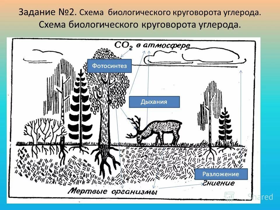 Схема круговорота углерода в природе впр