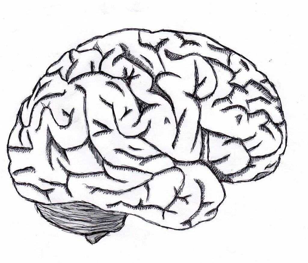 Long brain. Мозг карандашом. Мозг нарисованный.