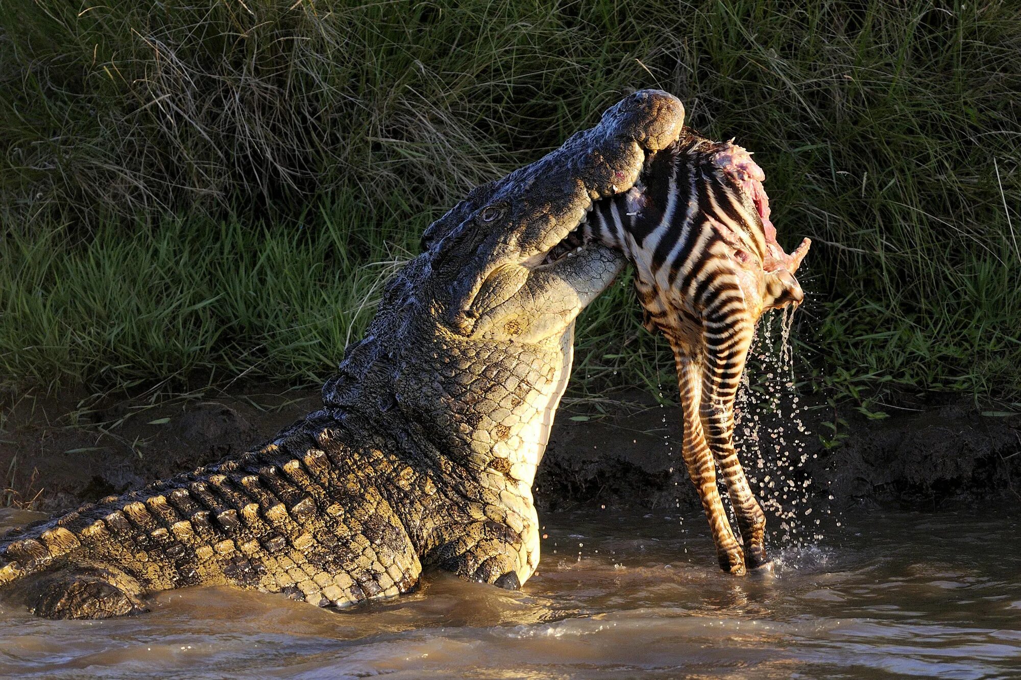 Гребнистый крокодил. Гребнистый крокодил и Аллигатор. Нильский крокодил охота. Гребнистый крокодил атакует.
