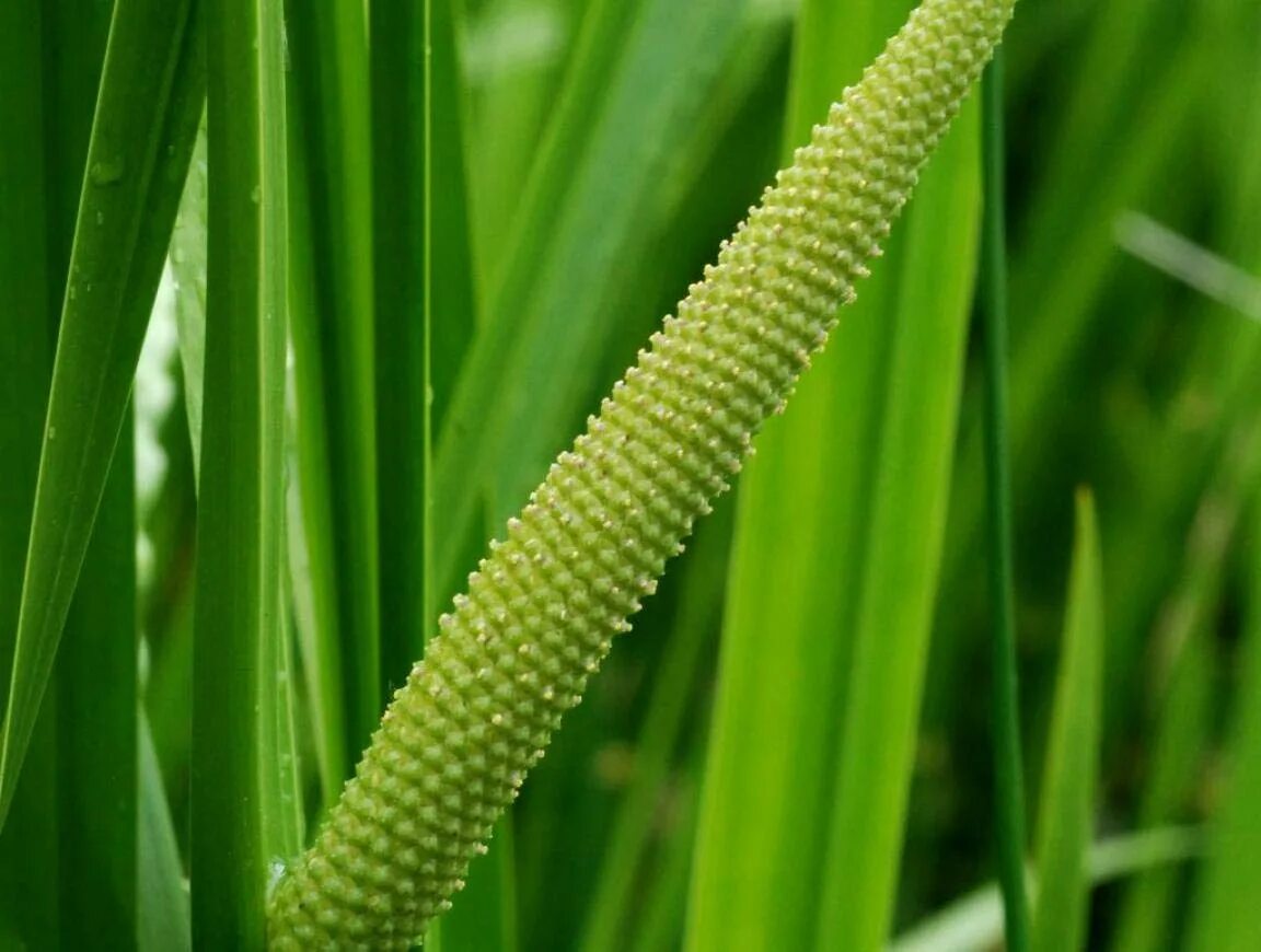 АИР обыкновенный - Acorus Calamus. АИР болотный (Acorus Calamus). АИР обыкновенный соцветие. АИР болотный соцветие. Покажи аир