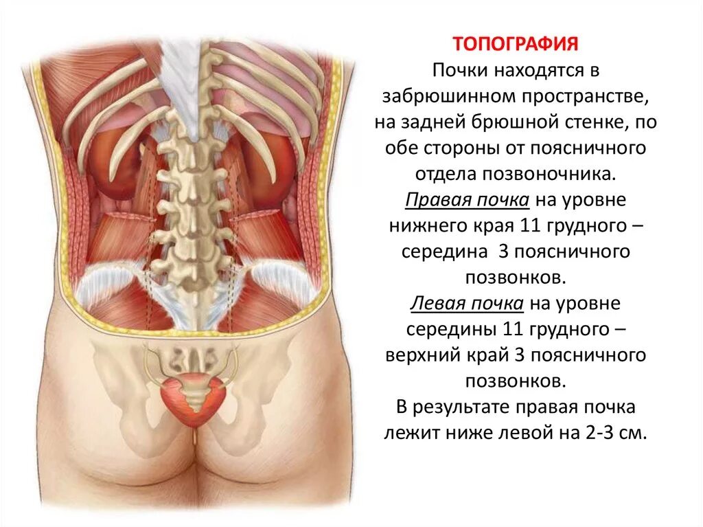 Где находятся почки у женщин как болят