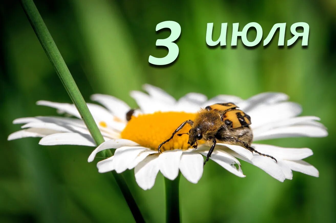 3 июля 2019 года. 3 июля. открытки 3 июля. 3 июля дата.