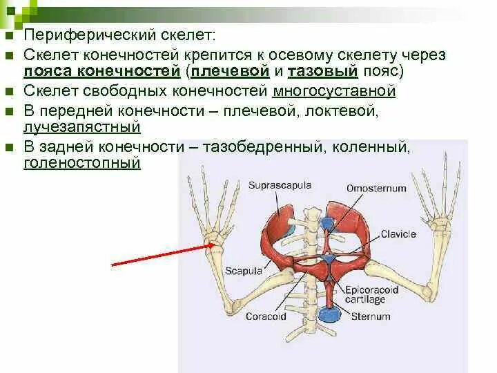 Скелет пояса нижних конечностей у земноводных. Скелет амфибий пояс передних конечностей. Плечевой пояс и передняя конечность лягушки. Скелет пояса задних конечностей рептилий.