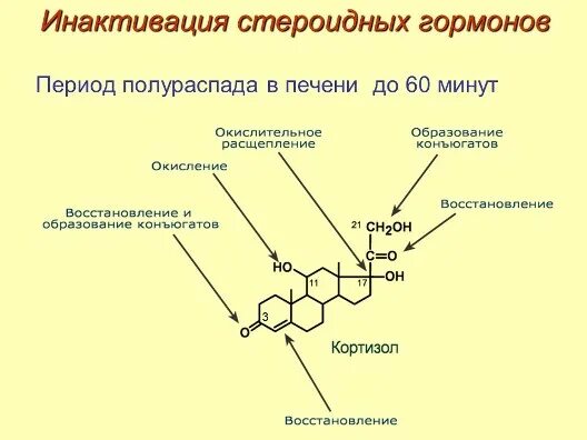 Стероидный анализ слюны. Инактивация кортизола биохимия. Схема синтеза кортикостероидов. Схема синтеза кортикостероидов гормонов. Схема синтеза стероидных гормонов.