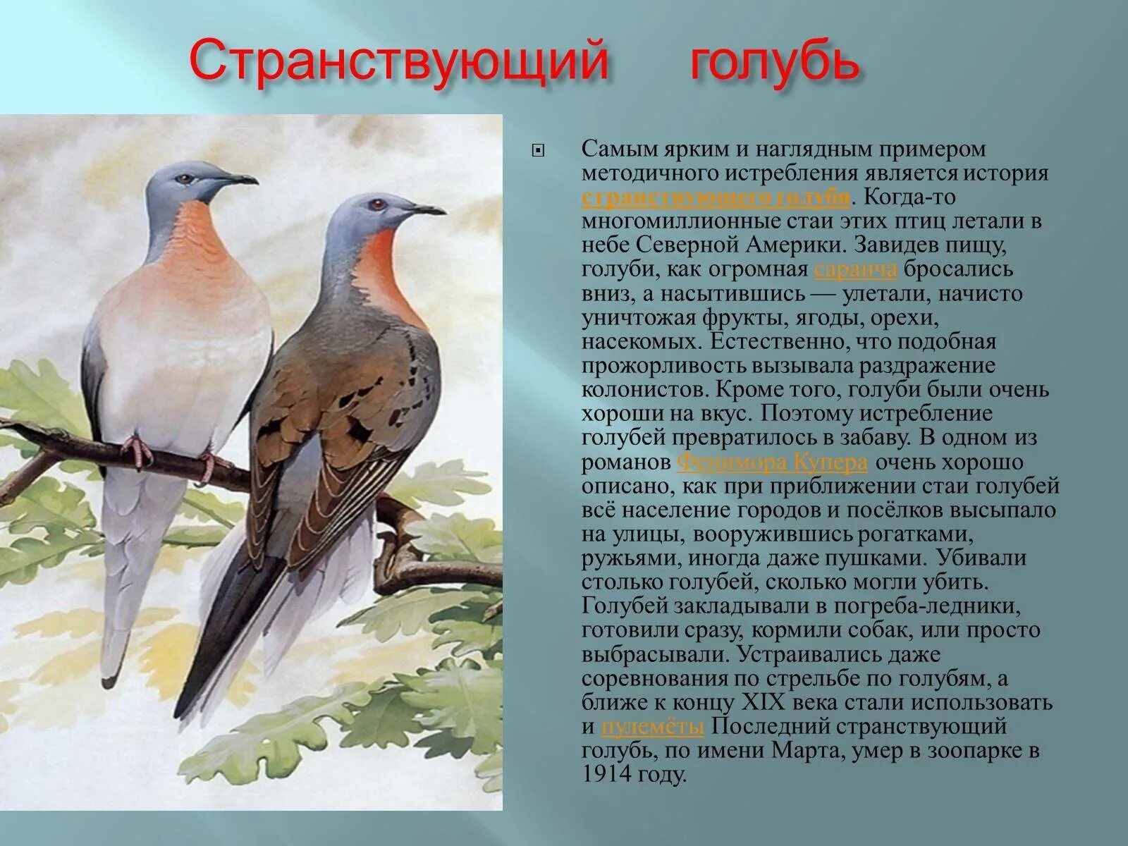 Странствующий голубь животное. Красная книга россии странствующий голубь. странствующие голуби красная книга. странствующий голубь красная книга краткое описание. странствующий голубь истребление.