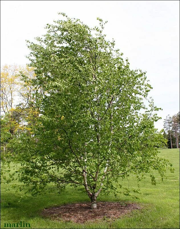 Береза бумажная Betula papyrifera. Береза Даурская (Betula dahurica). Береза кустарниковая Betula fruticosa. Betula pubescens ствол. Береза приземистая