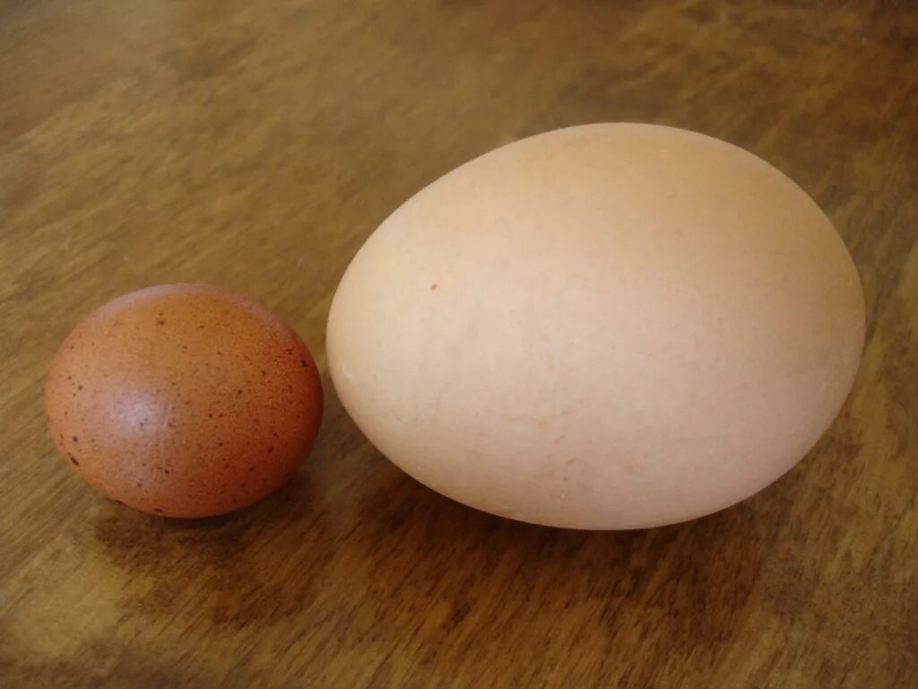Русские огромные яйца. Яйцо куриное. Крупные куриные яйца. Большое куриное яйцо. Мелкое куриное яйцо.