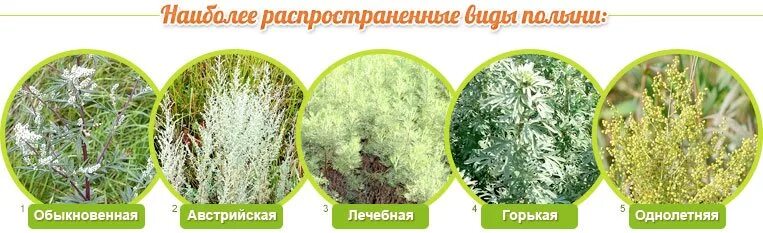 Полынь цитварная трава. Полынь чернобыльник и горькая отличия. Отличие полыни горькой от полыни обыкновенной. Полынь горькая (Artemisia absinthium).