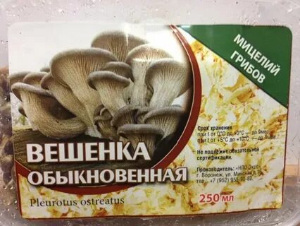 Зерно грибы