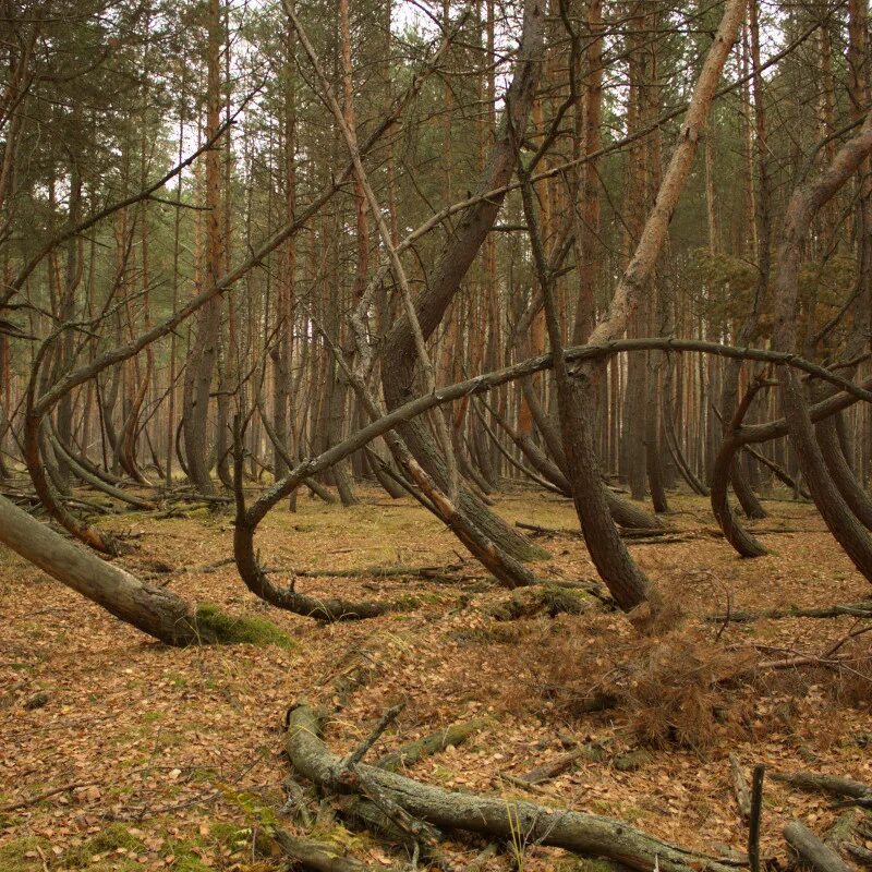 Пронеслись над макушками деревьев