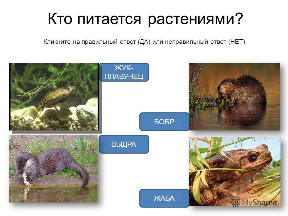 растениями питаются выдра бобр жук плавунец жаба. кто питается растениями в водоёмах. жук плавунец энимал кроссинг. насекомые обитатели водоемов. жук плавунец спереди.