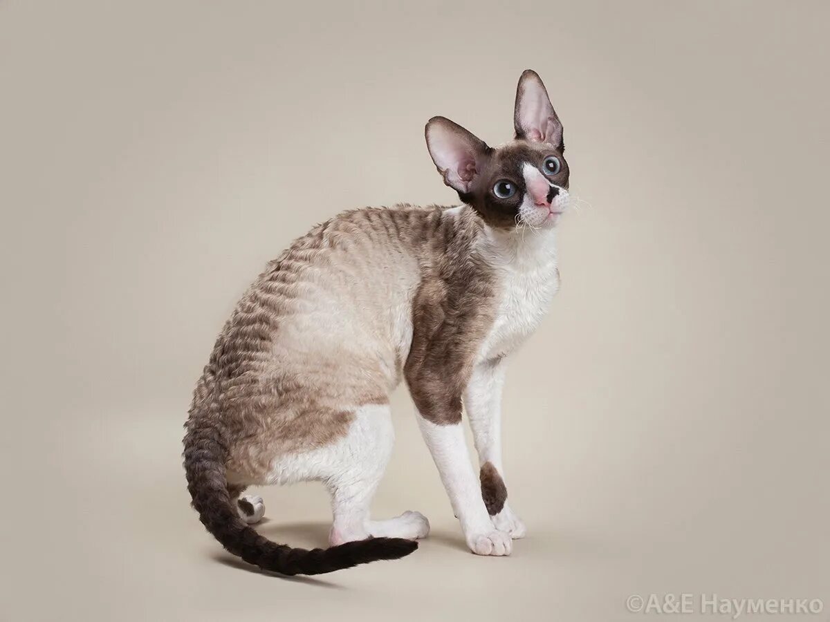 Cornish Rexes Cornish rex cat, Rex cat, Beautiful cat breeds