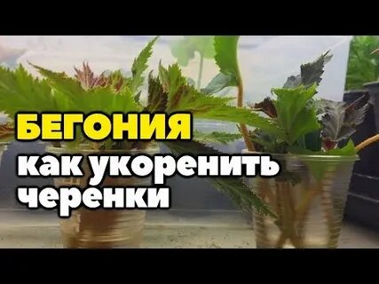 Черенки бегонии как укоренить осенью