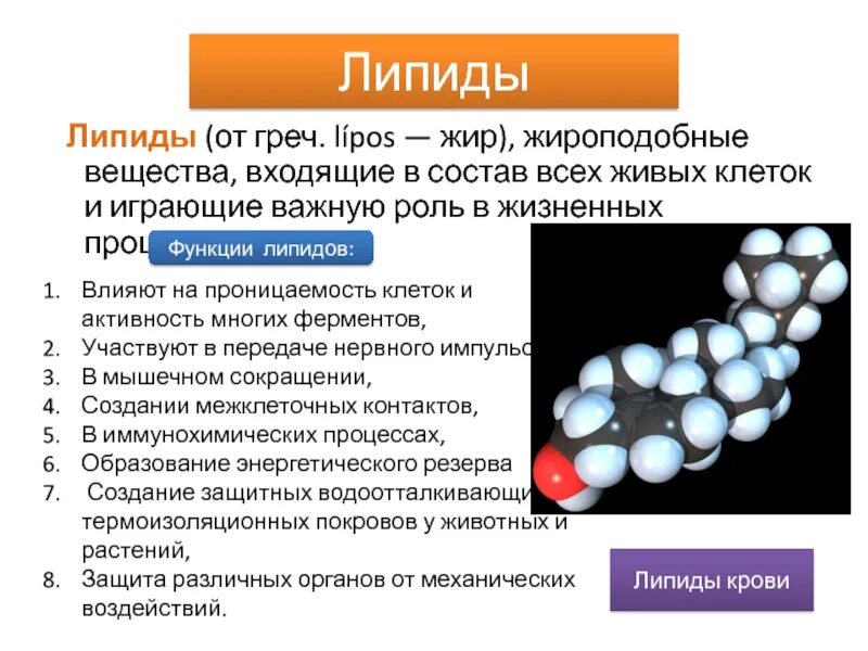 Липиды выполняющие строительную функцию. Жиры и жироподобные вещества строение и функции. Функции липидов биология 10 класс. Функции липидов(жиров) биология. Липиды и их функции кратко.