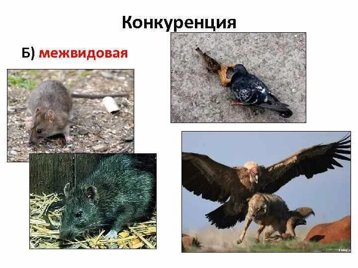 Примеры конкуренции в биологии. Примеры конкуренции в биологии. Межвидовая конкуренция приводит к. Межвидовая борьба паразитизм. Межвидна яконкурениция.