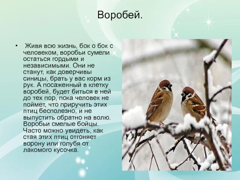 Описание воробья. Доклад про воробья. Воробей описание для детей. Сообщение о Воробье