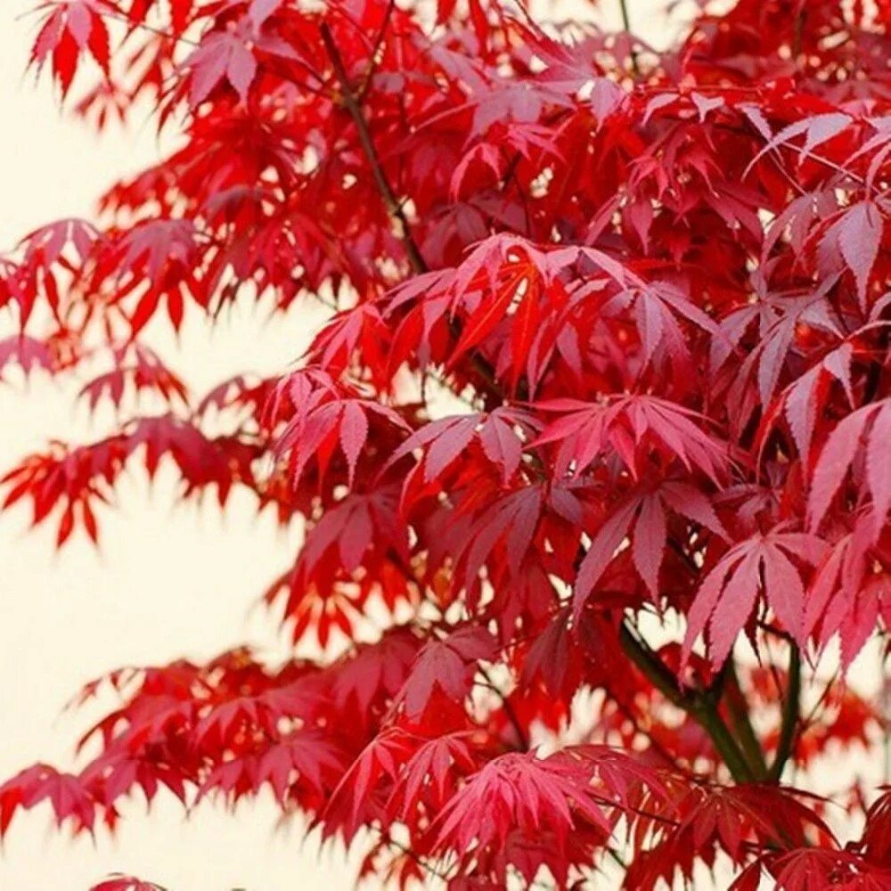 Дерево с красными листьями название. Японский клен Acer palmatum. Клен Acer palmatum Atropurpureum. Красный дланевидный клен Acer palmatum dissectum Atropurpureum. Дерево Acer palmatum Atropurpureum.