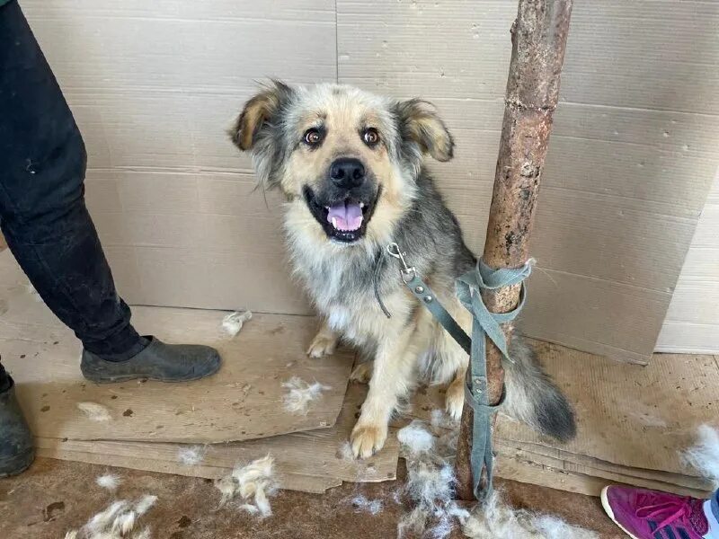 адрес приюта лохматая душа. адрес приюта лохматая душа. приют вита. приют для собак лохматая душа. приют для собак лохматая душа.