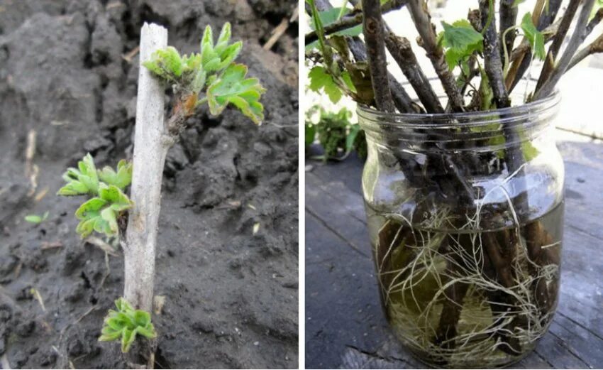 схема подкормки рассады овощных культур. весной садовод обнаружил два поврежденных дерева у одного. зачем садовод осенью при первых огэ. схема удобрения плодовых деревьев. основные питательные элементы для растений.