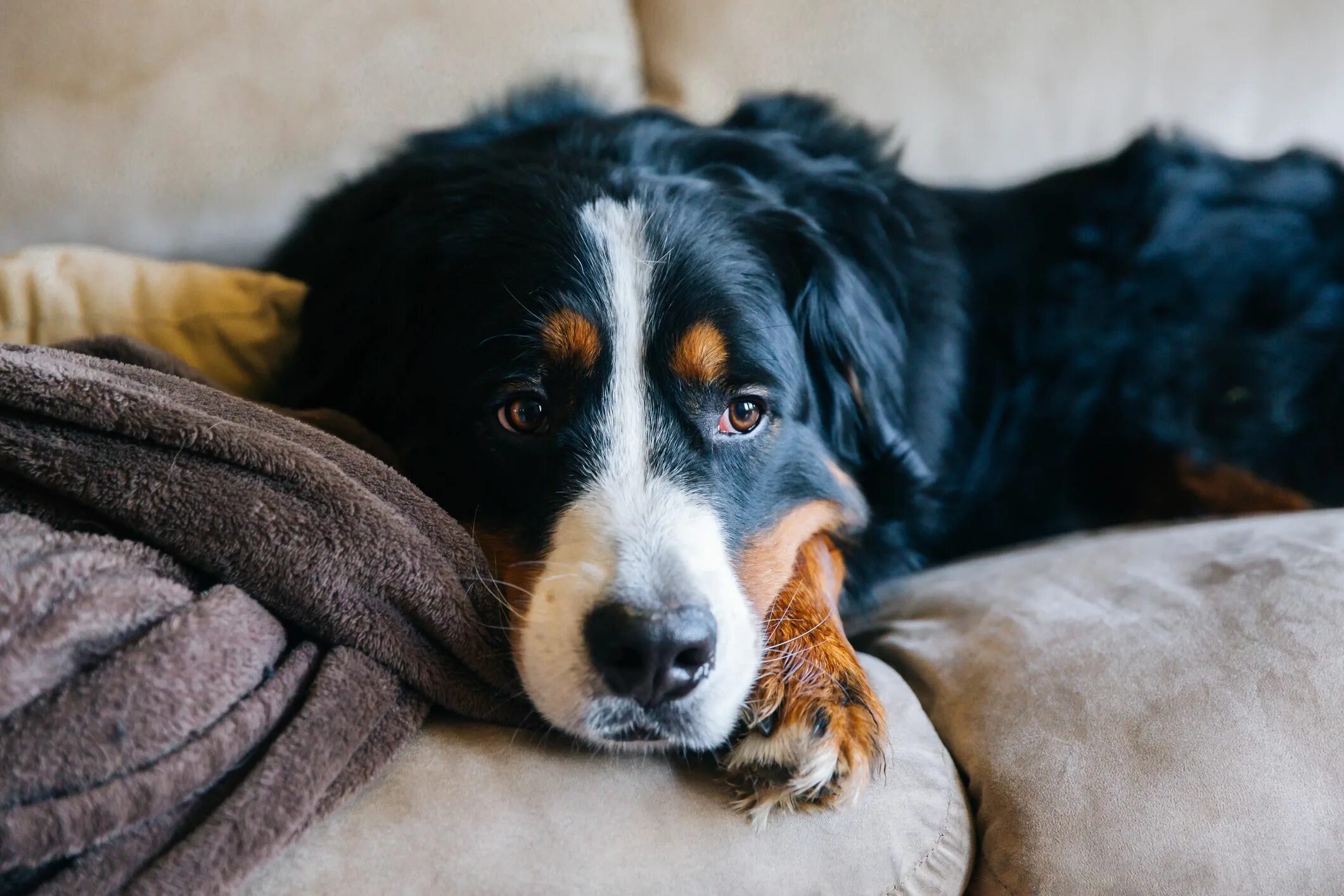 Собака грустит. Служебные домашние животные. Sad Dog face. Dog looking Sad. Собака печаль