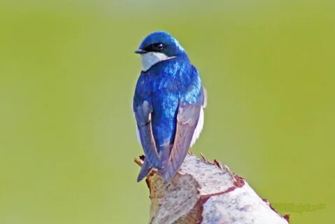 Лесная певчая птица с голубыми