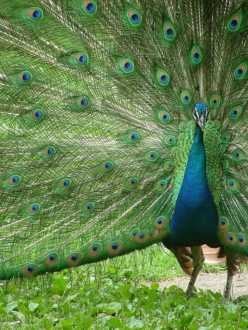 Павлин отряд. Павлин (pavo cristatus). синекрылый павлин. павлин бронзовый буфорда. бирманский зеленый павлин.