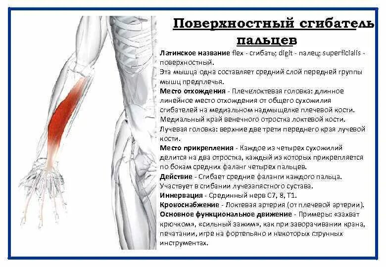 Переднюю группу мышц предплечья иннервируют нервы. Переднюю группу мышц предплечья иннервируют нервы