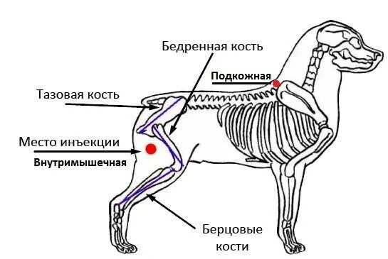 Места уколов собакам. Укол собаке внутримышечно схема. Внутримышечный укол собаке схема. Как ставить укол собаке внутримышечно. Куда колоть собаке внутримышечно укол схема.