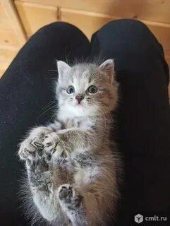 Авито воронеж котята в добрые
