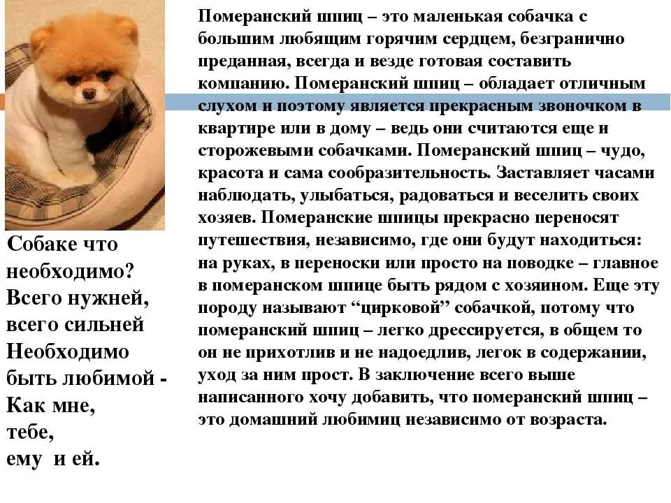 Рассказать о породе шпиц. Померанский шпиц породы собак описание. Рассказ про собаку породы шпиц 2 класс. Интересные факты о померанском шпице. Классификация шпиц померанец.