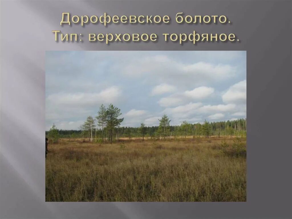 Верховое болото это. Типы болот. Верховое болото. Болота верхового типа. Болота третьего типа.