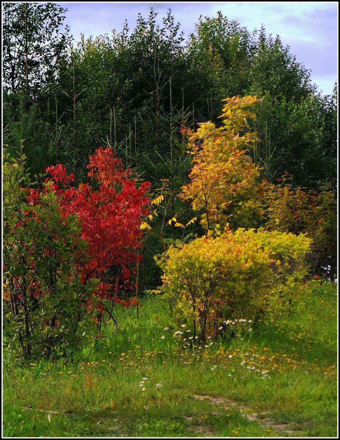 Сентябрь природа. Лес осенью сочинение. Красивый лес. Ранняя осень. Красив наряден лес в дни ранней осени.