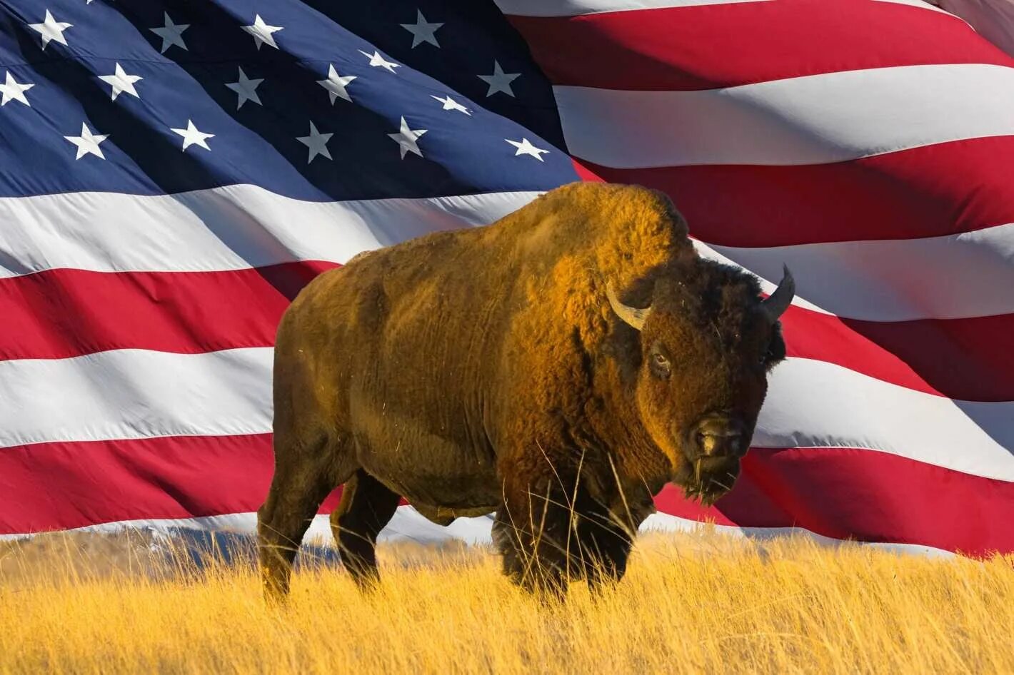 Бизоны в Северной Америке. Американский Бизон символ Америки. Северно американского бизона. Животное символ США. Обитатели северной америки