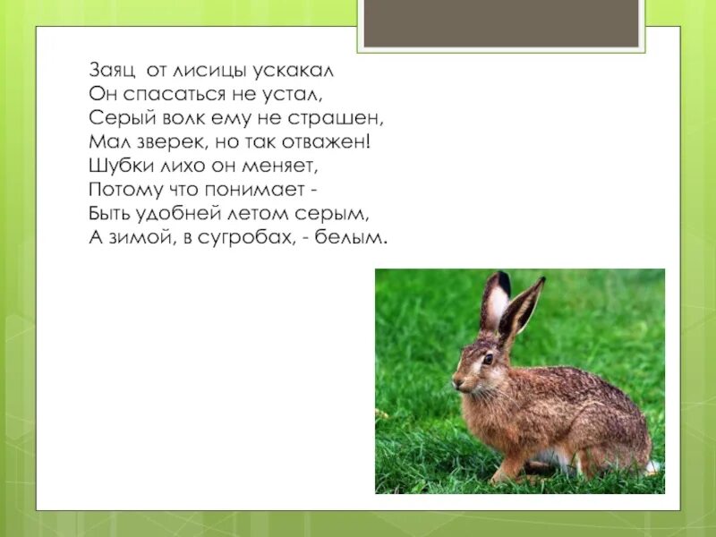 Что не помогает зайцу спасаться от врагов