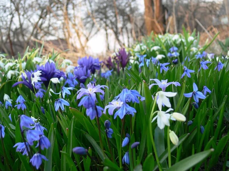 Пролеска сибирская (сцилла). Пролески сцилла. Первоцветы пролеска. Пролеска уральская. Пролески фото.