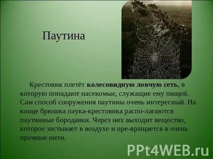 Паук плетет паутину это активность или деятельность